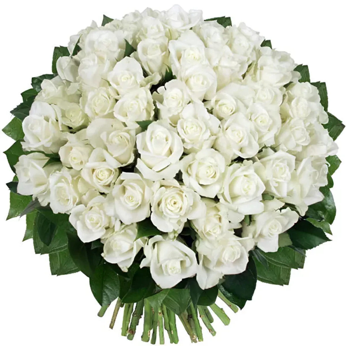 Blancheur Royale